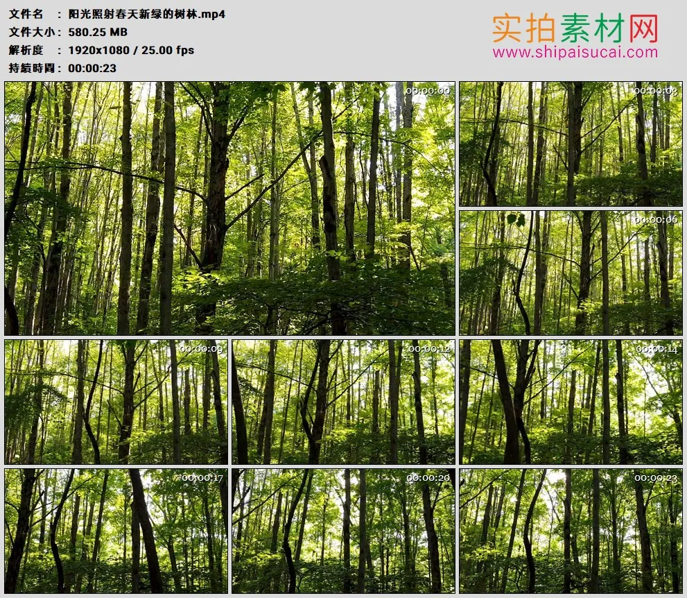高清实拍视频素材丨阳光照射春天新绿的树林