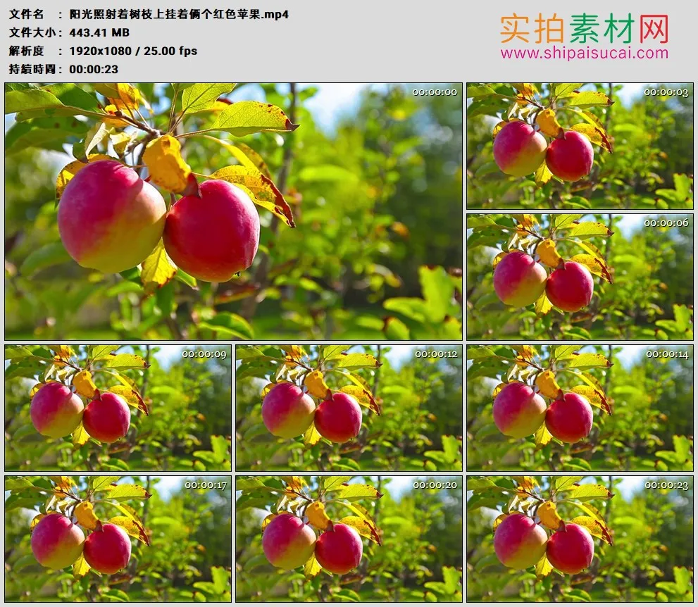 高清实拍视频素材丨阳光照射着树枝上挂着俩个红色苹果