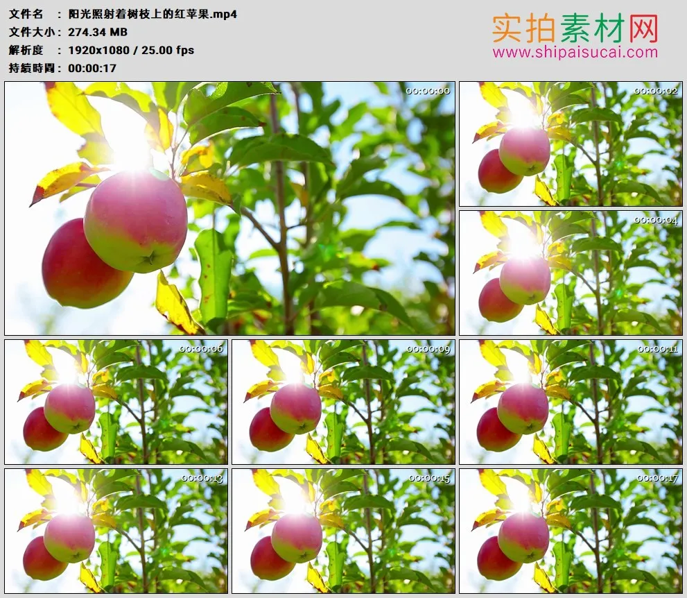 高清实拍视频素材丨阳光照射着树枝上的红苹果