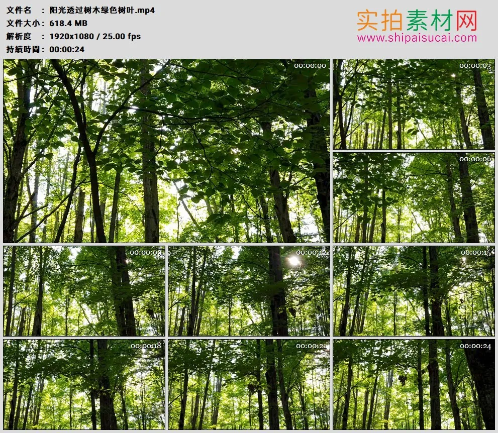 高清实拍视频素材丨阳光透过树木绿色树叶