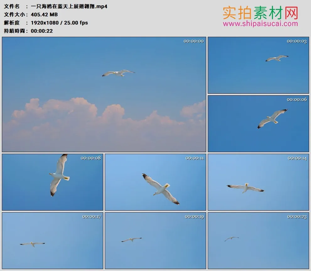 高清实拍视频素材丨一只海鸥在蓝天上展翅翱翔