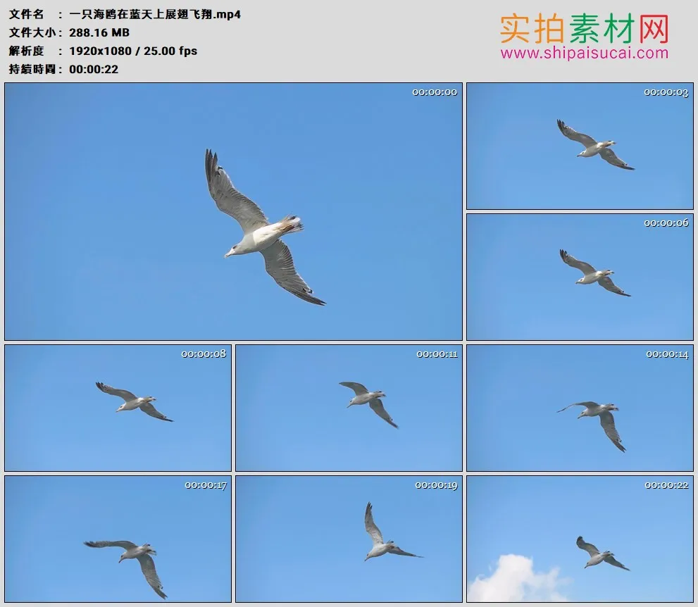 高清实拍视频素材丨一只海鸥在蓝天上展翅飞翔
