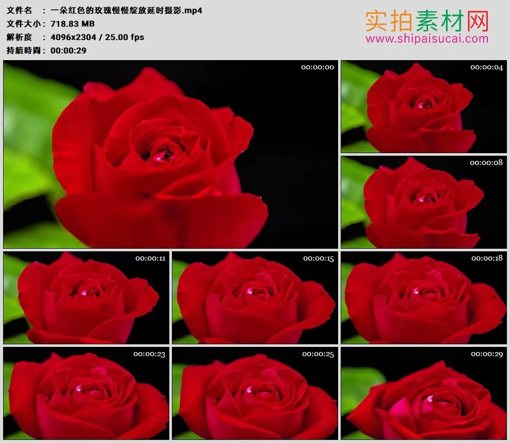 4K高清实拍视频素材丨一朵红色的玫瑰慢慢绽放延时摄影