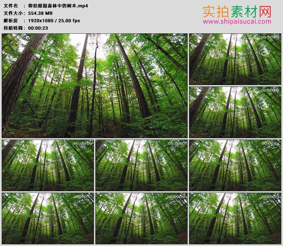 高清实拍视频素材丨仰拍摇摄森林中的树木