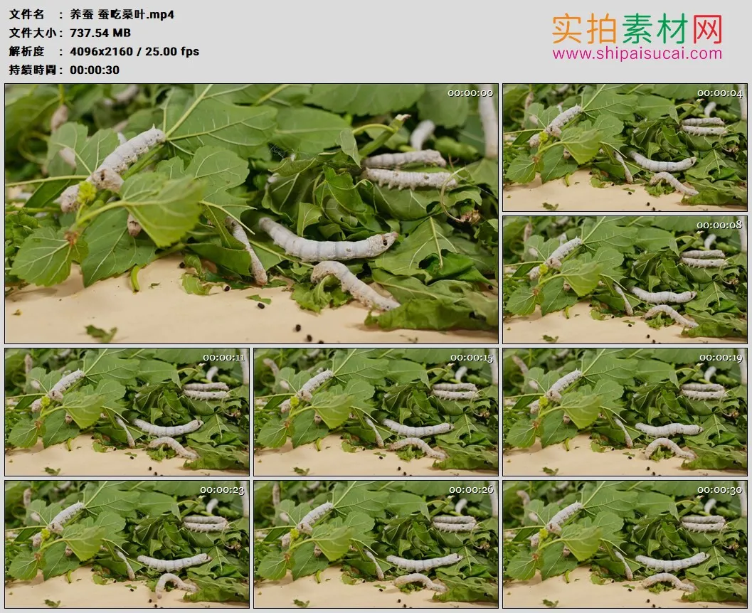 4K高清实拍视频素材丨养蚕 蚕吃桑叶