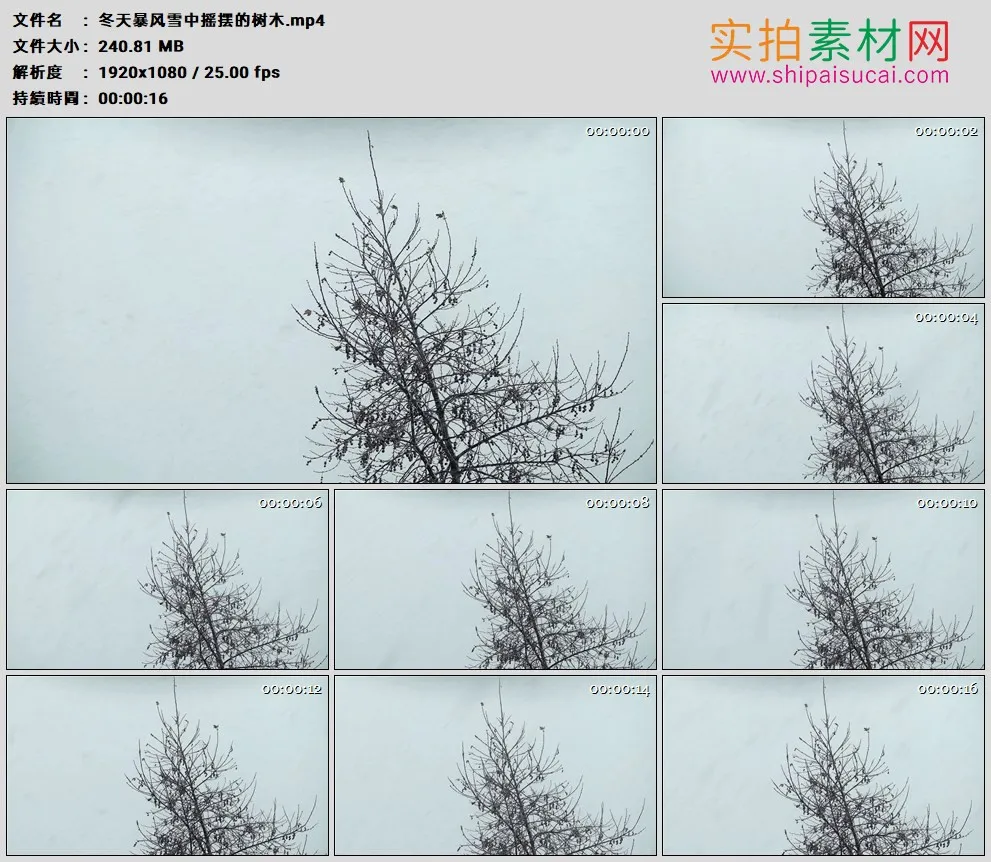 高清实拍视频素材丨冬天暴风雪中摇摆的树木
