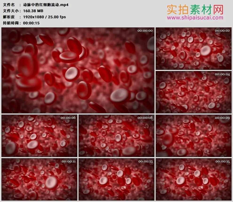 高清实拍视频素材丨动脉中的红细胞流动