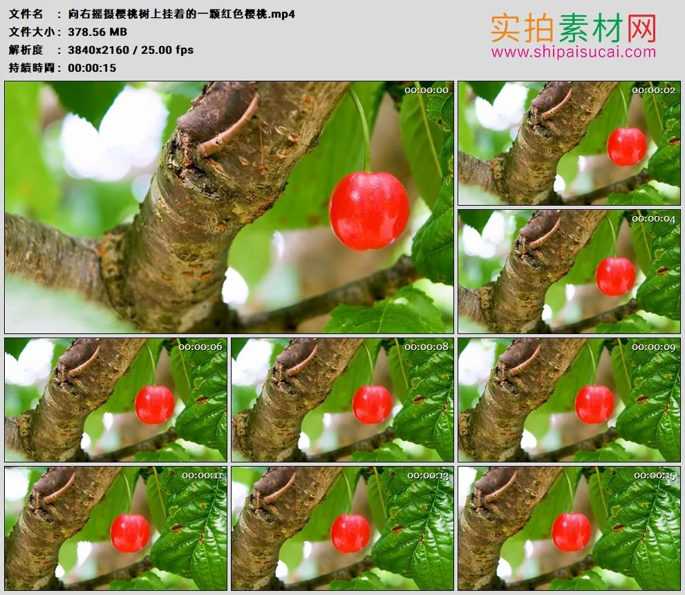4K高清实拍视频素材丨向右摇摄樱桃树上挂着的一颗红色樱桃