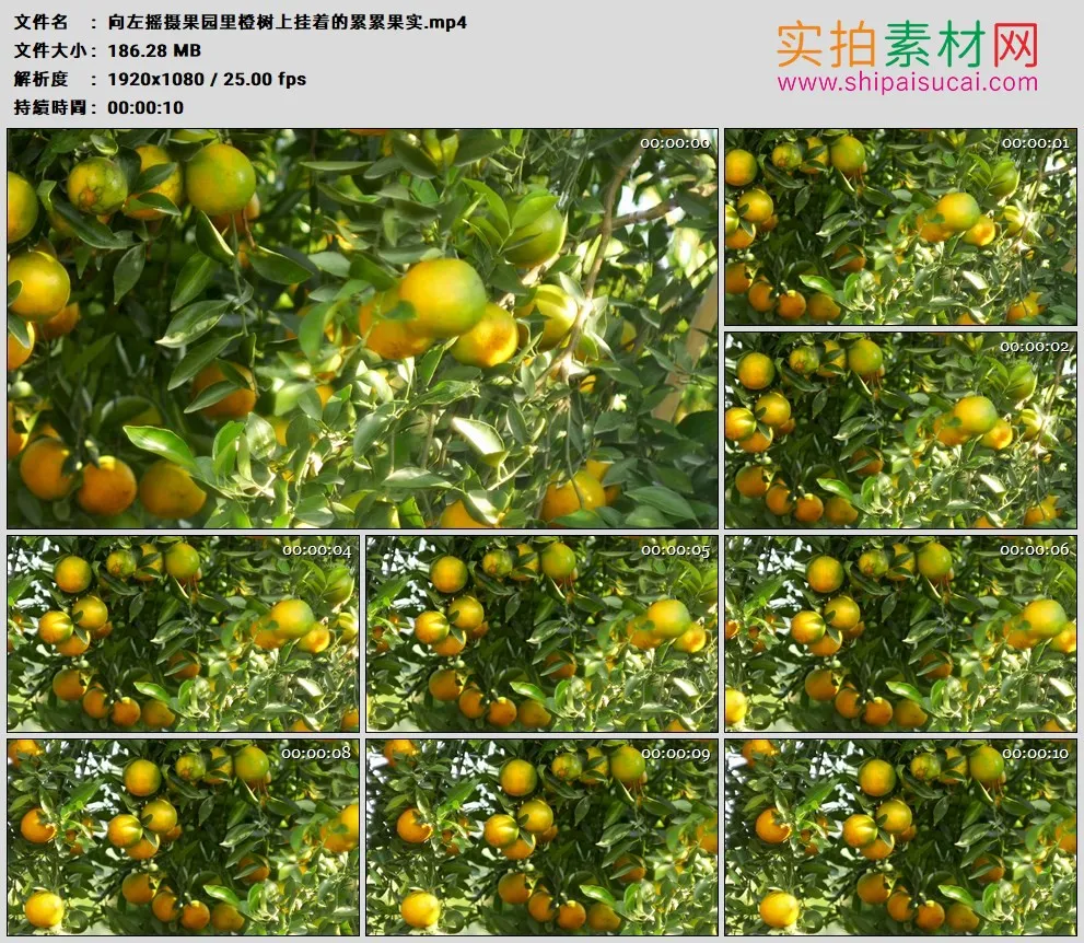 高清实拍视频素材丨向左摇摄果园里橙树上挂着的累累果实