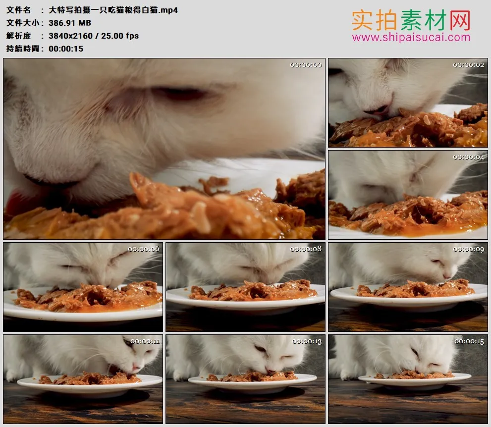 4K高清实拍视频素材丨大特写拍摄一只吃猫粮的白猫
