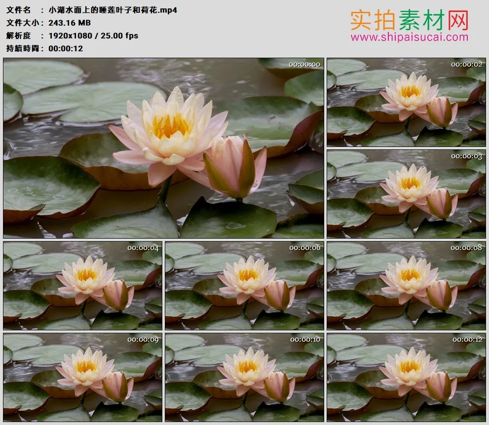 高清实拍视频素材丨小湖水面上的睡莲叶子和荷花