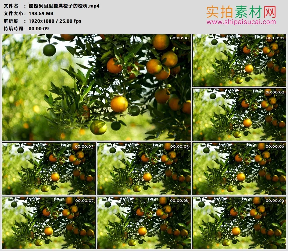 高清实拍视频素材丨摇摄果园里挂满橙子的橙树