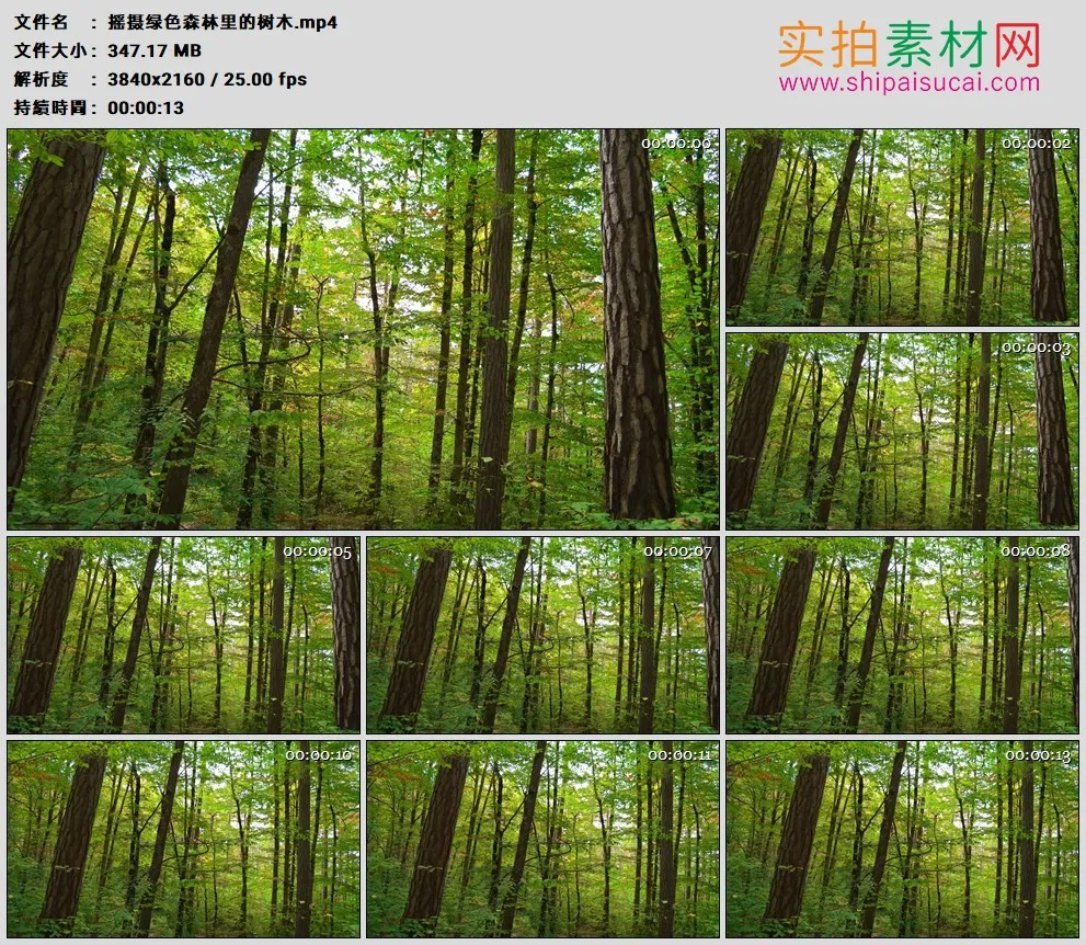 4K高清实拍视频素材丨摇摄绿色森林里的树木