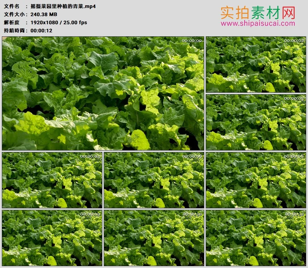 高清实拍视频素材丨摇摄菜园里种植的青菜