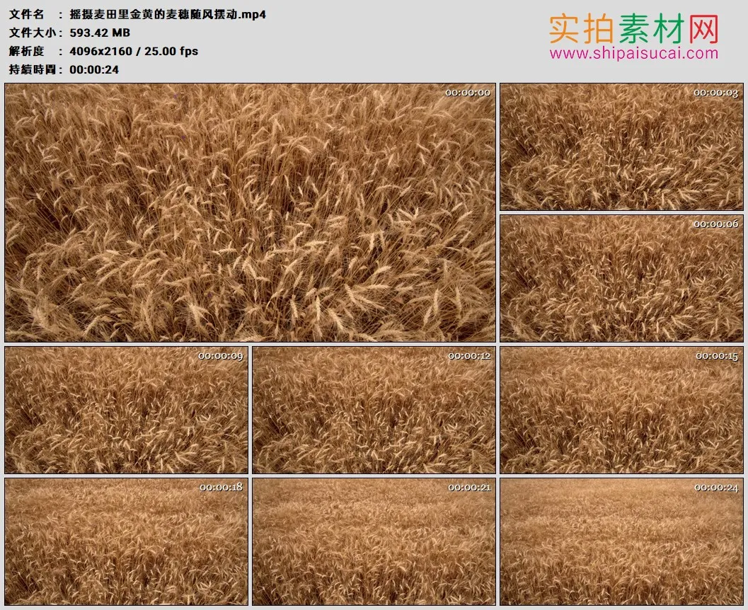 4K高清实拍视频素材丨摇摄麦田里金黄的麦穗随风摆动
