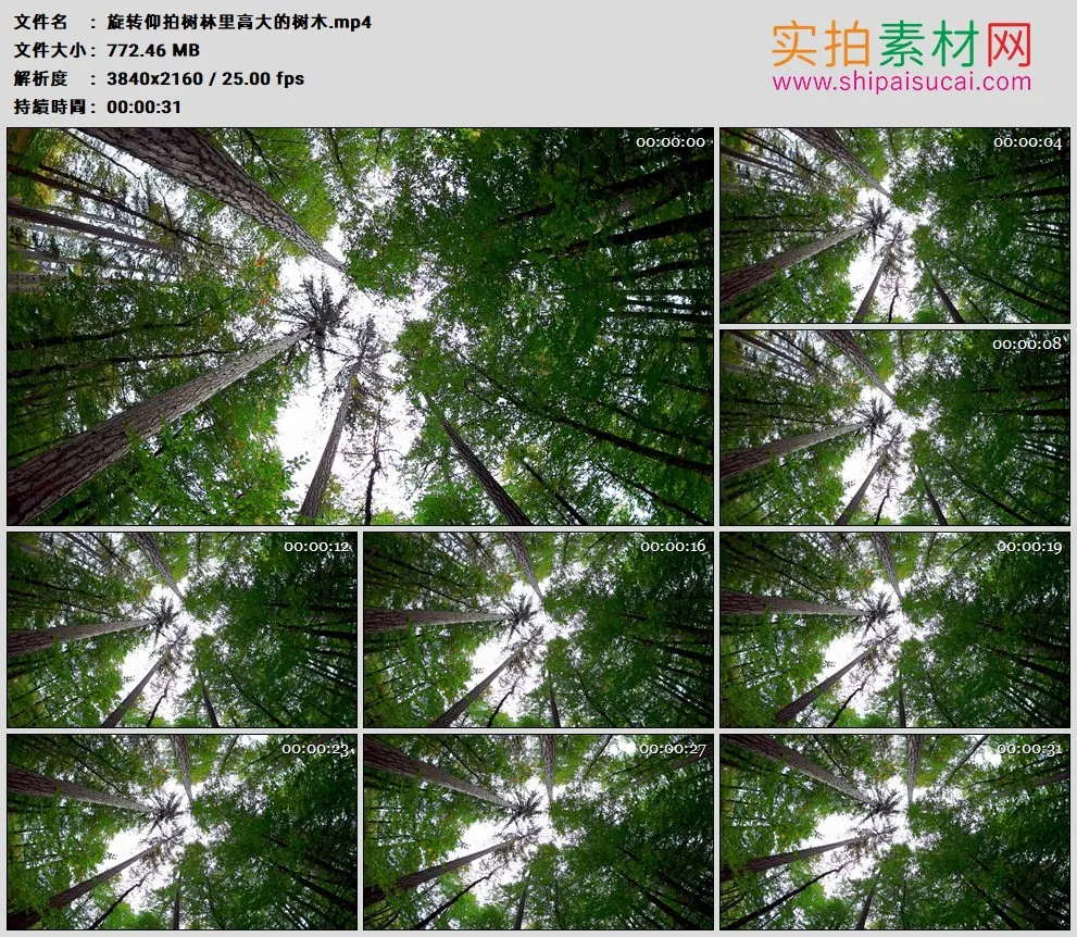 4K高清实拍视频素材丨旋转仰拍树林里高大的树木