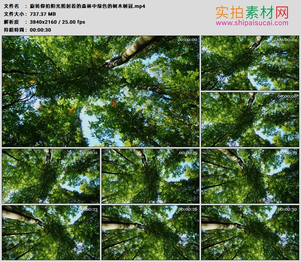 4K高清实拍视频素材丨旋转仰拍阳光照射着的森林中绿色的树木树冠