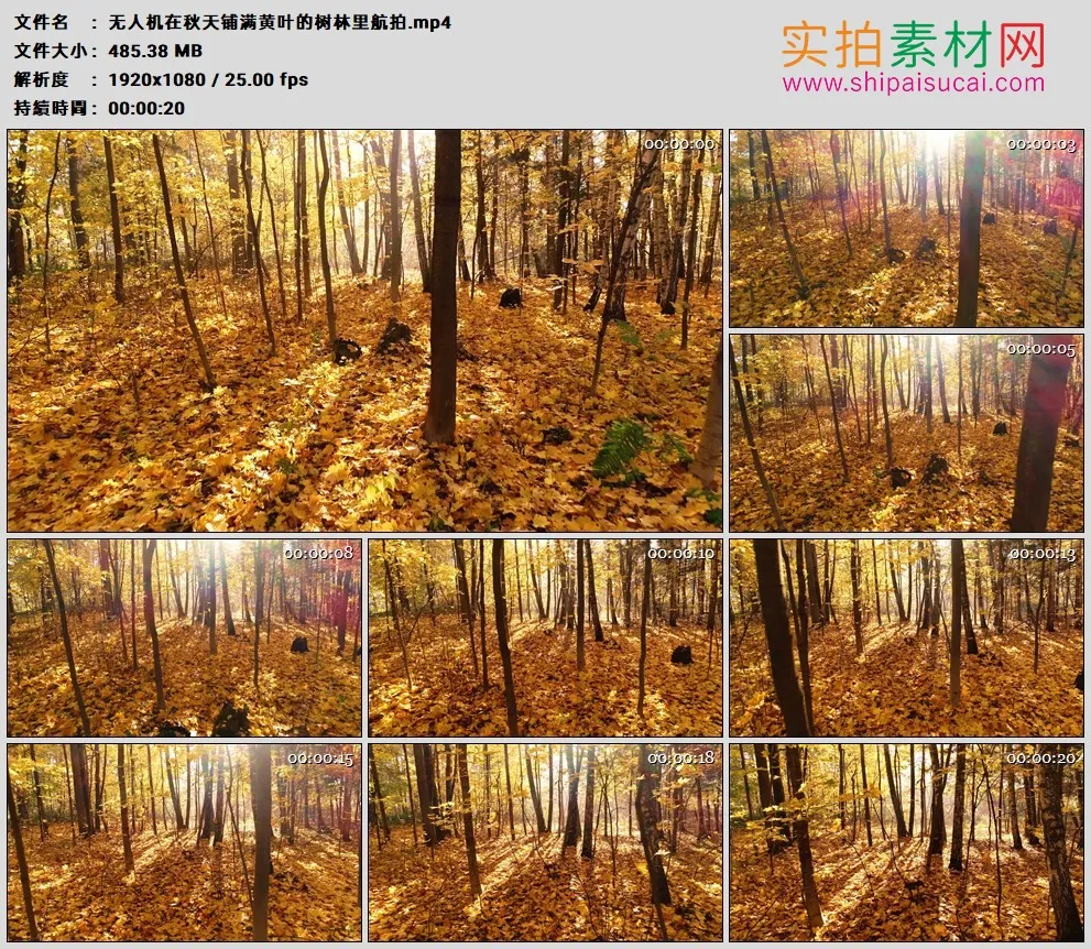 高清实拍视频素材丨无人机在秋天铺满黄叶的树林里航拍