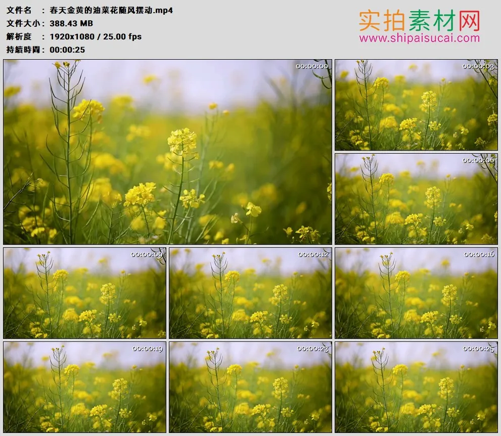 高清实拍视频素材丨春天金黄的油菜花随风摆动