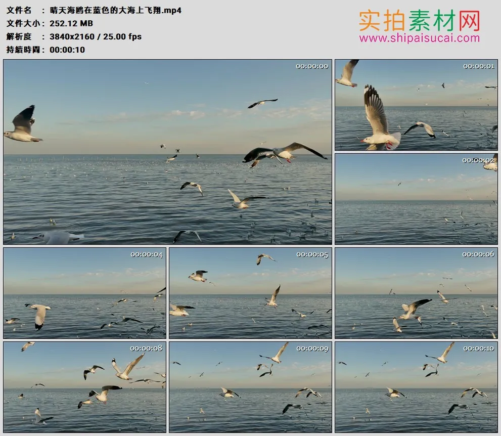 4K高清实拍视频素材丨晴天海鸥在蓝色的大海上飞翔
