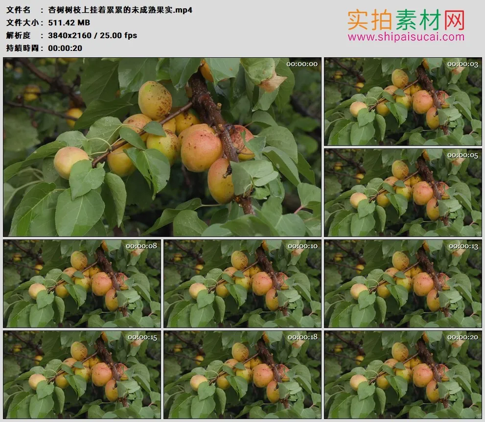 4K高清实拍视频素材丨杏树树枝上挂着累累的未成熟果实