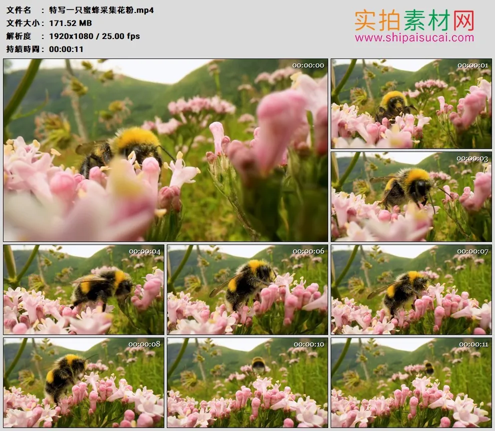 高清实拍视频素材丨特写一只蜜蜂采集花粉