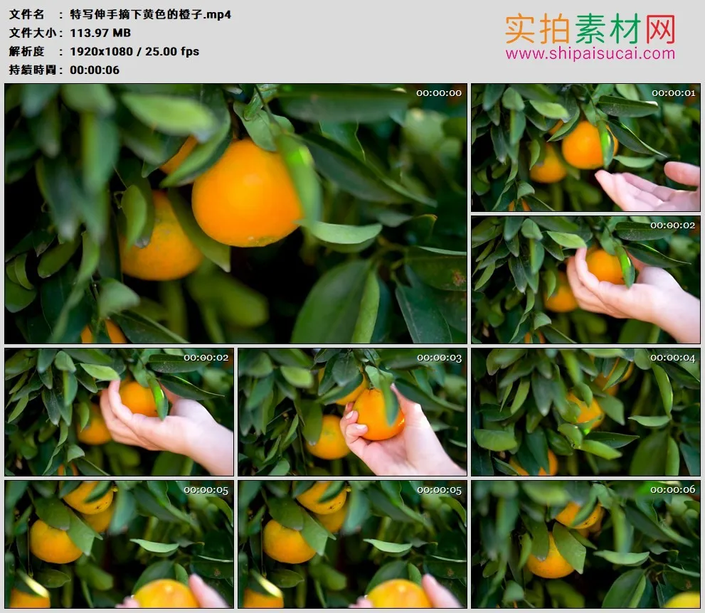高清实拍视频素材丨特写伸手摘下黄色的橙子