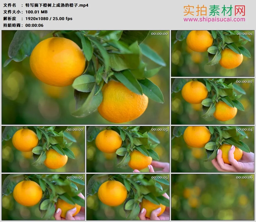 高清实拍视频素材丨特写摘下橙树上成熟的橙子