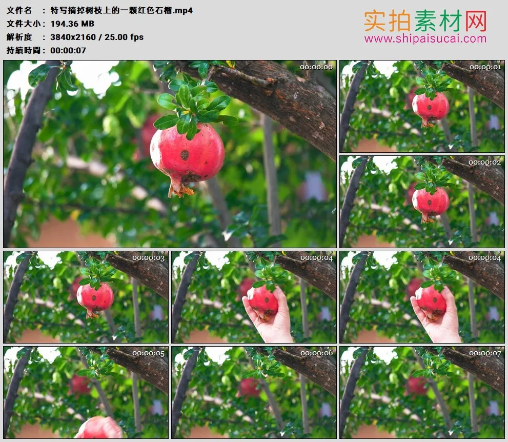4K高清实拍视频素材丨特写摘掉树枝上的一颗红色石榴