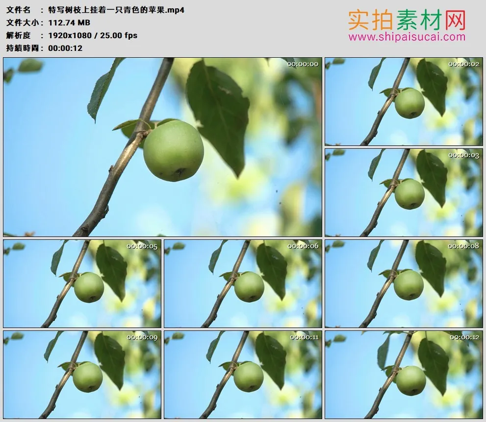高清实拍视频素材丨特写树枝上挂着一只青色的苹果
