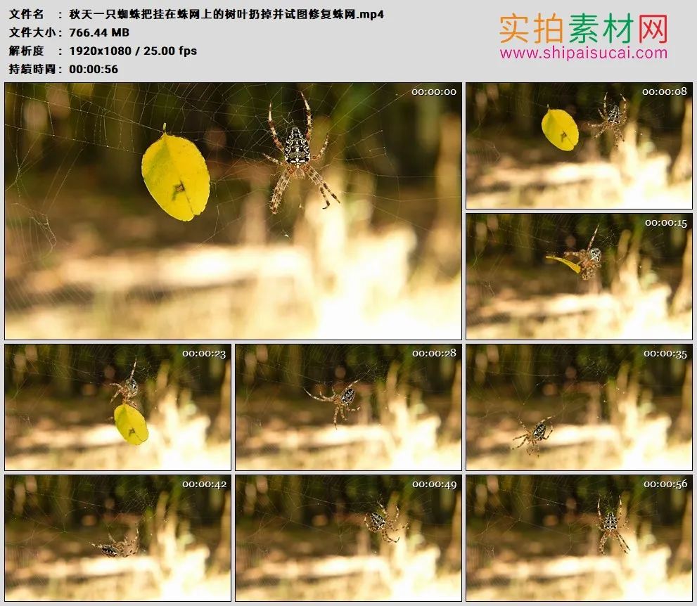 高清实拍视频素材丨秋天一只蜘蛛把挂在蛛网上的树叶扔掉并试图修复蛛网