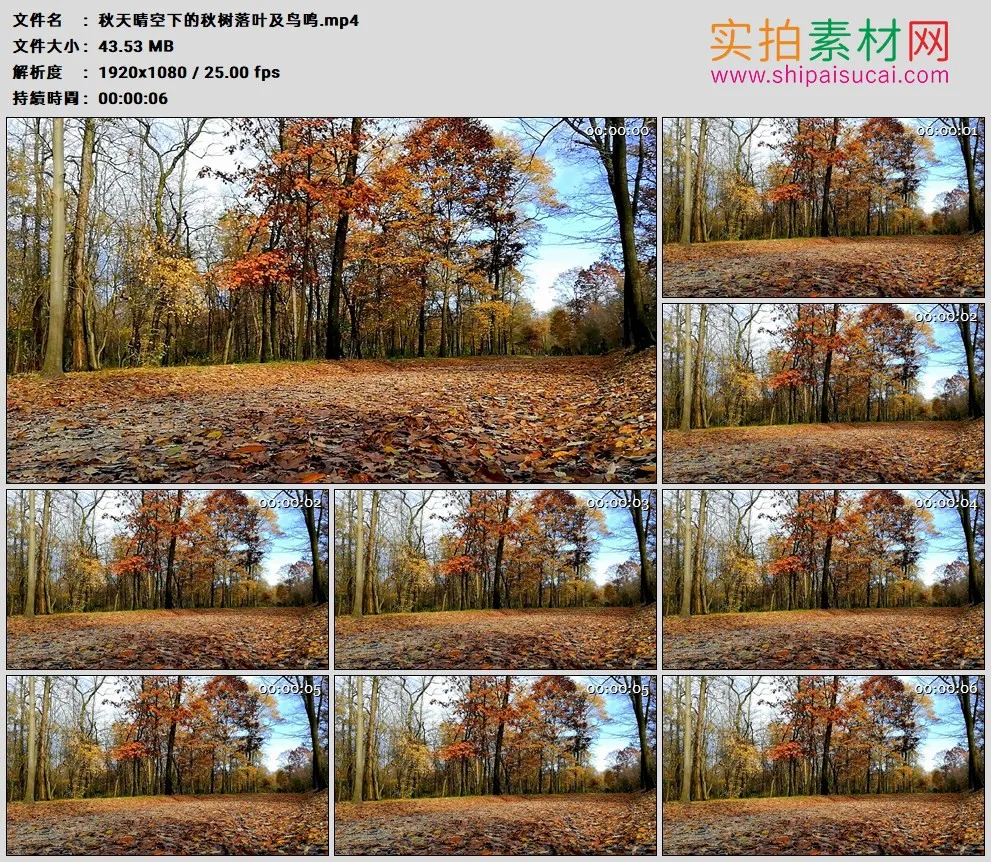 高清实拍视频素材丨秋天晴空下的秋树落叶及鸟鸣