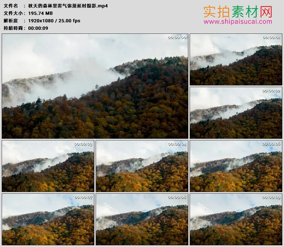 高清实拍视频素材丨秋天的森林里雾气弥漫延时摄影