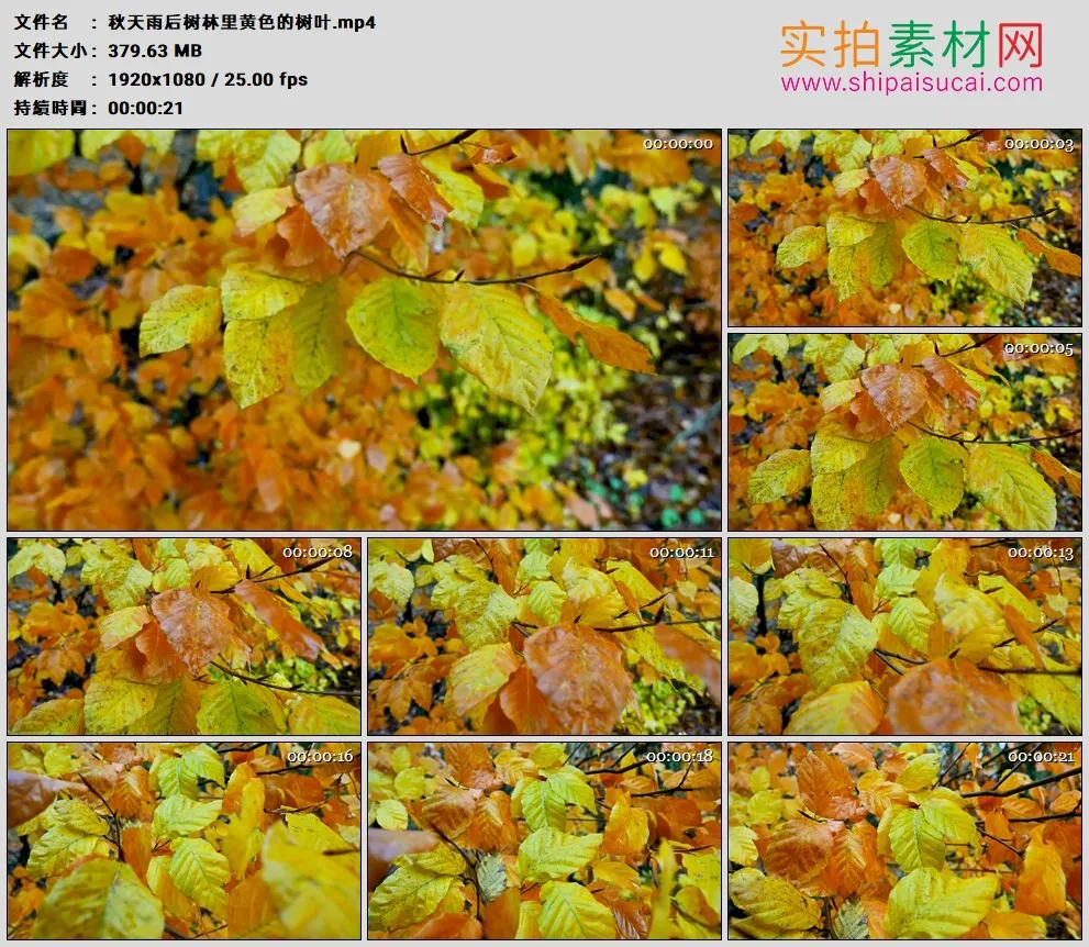 高清实拍视频素材丨秋天雨后树林里黄色的树叶