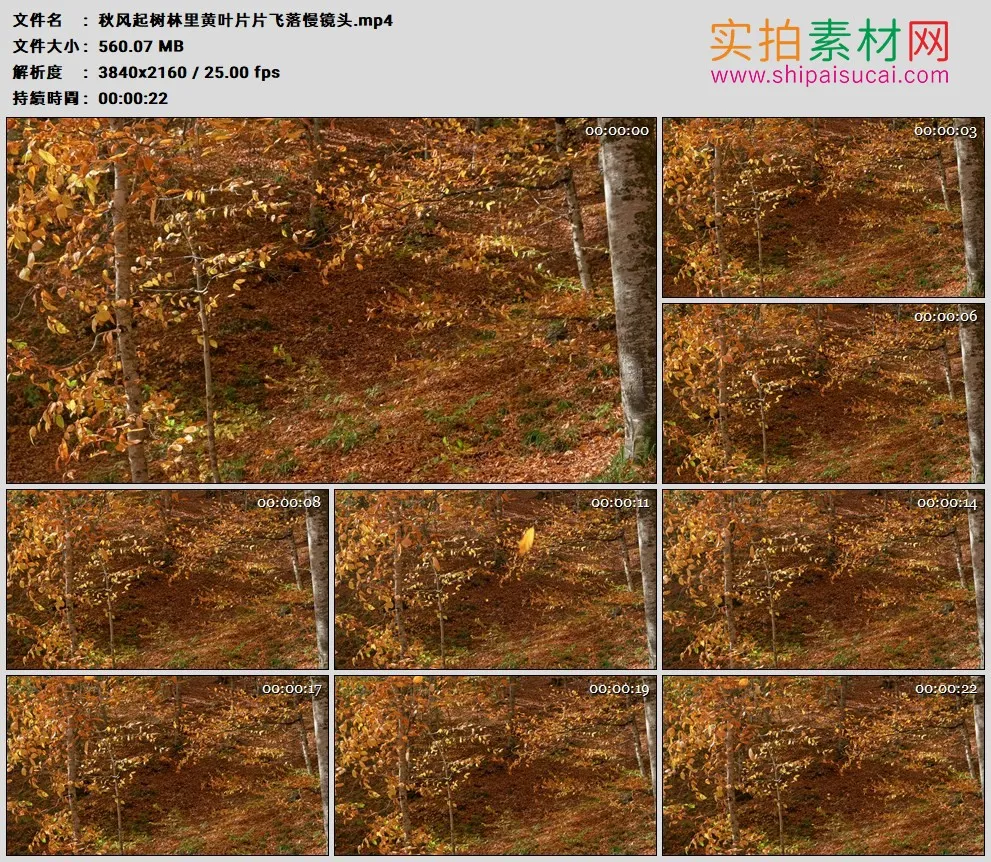 4K高清实拍视频素材丨秋风起树林里黄叶片片飞落慢镜头