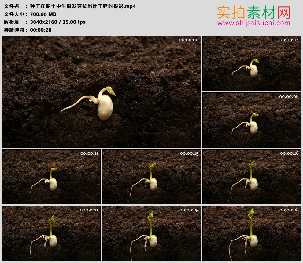 4K高清实拍视频素材丨种子在泥土中生根发芽长出叶子延时摄影