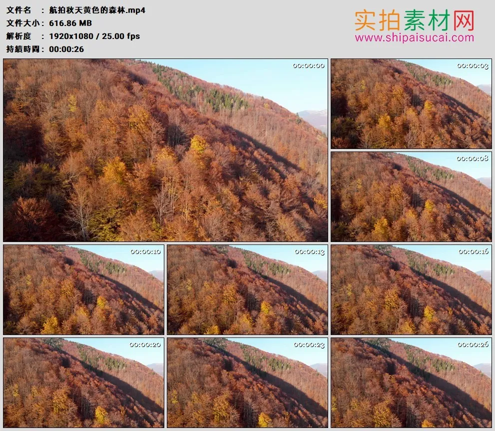 高清实拍视频素材丨航拍秋天黄色的森林