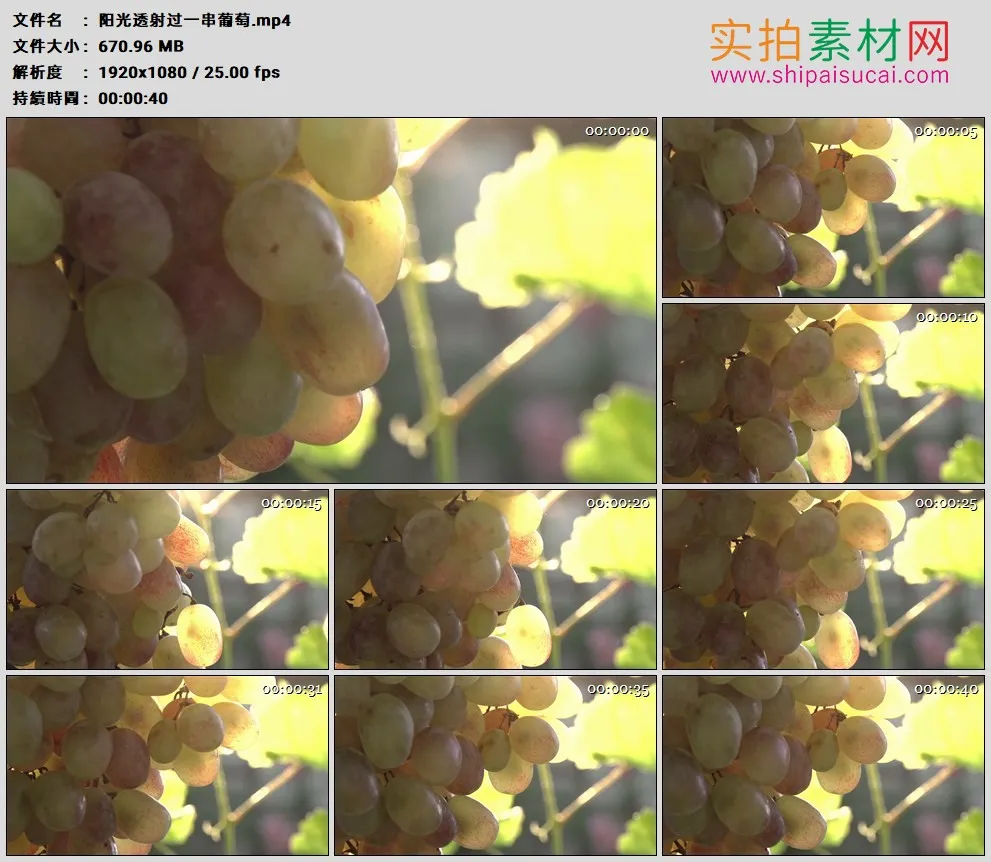高清实拍视频素材丨阳光透射过一串葡萄