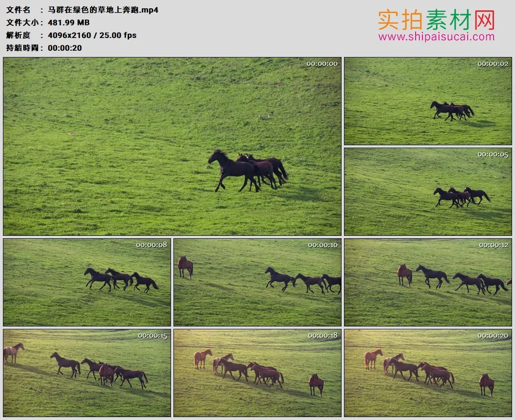 4K高清实拍视频素材丨马群在绿色的草地上奔跑