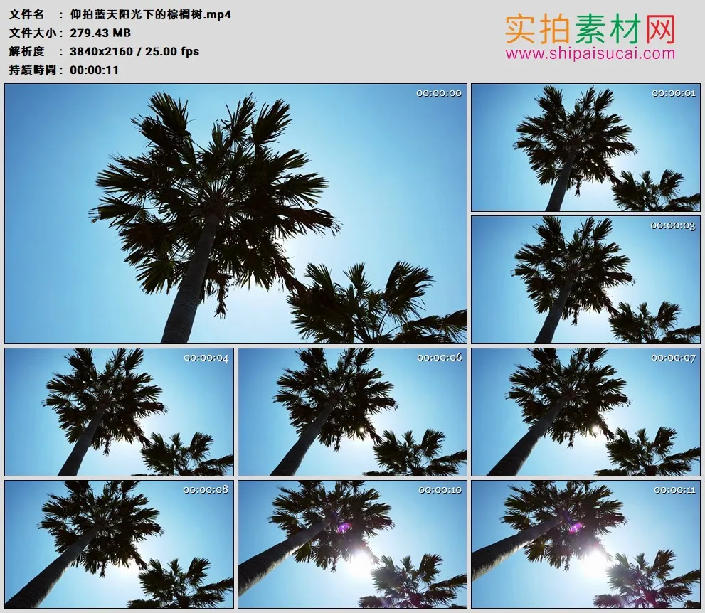 4K高清实拍视频素材丨仰拍蓝天阳光下的棕榈树