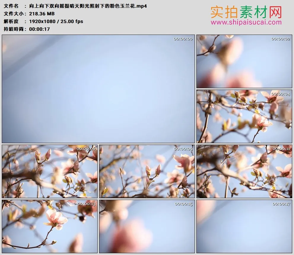 高清实拍视频素材丨向上向下双向摇摄晴天阳光照射下的粉色玉兰花