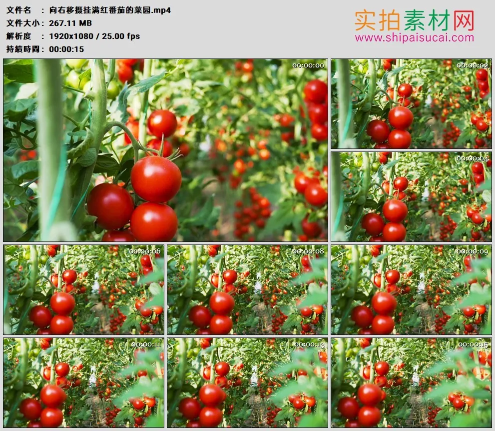 高清实拍视频素材丨向右移摄挂满红番茄的菜园