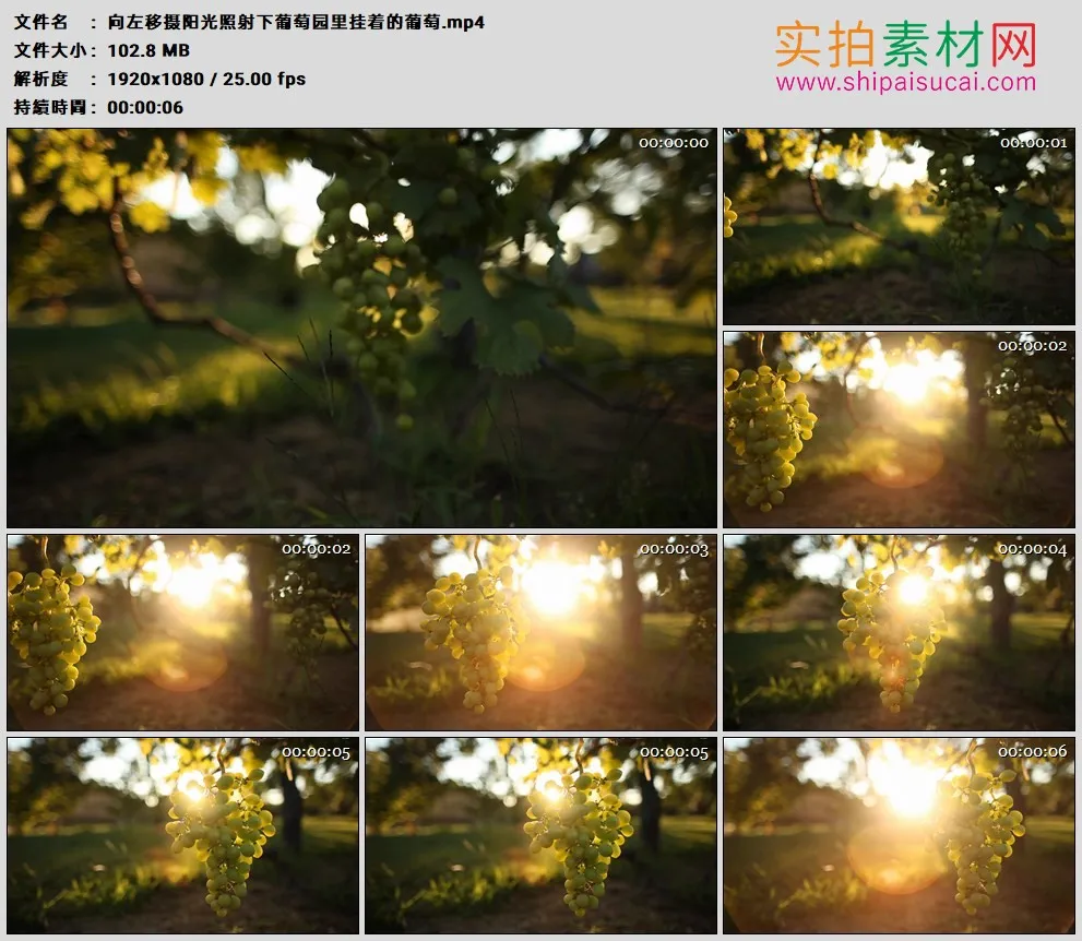 高清实拍视频素材丨向左移摄阳光照射下葡萄园里挂着的葡萄
