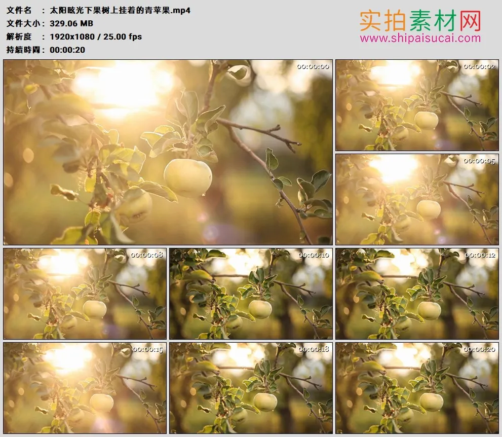 高清实拍视频素材丨太阳眩光下果树上挂着的青苹果