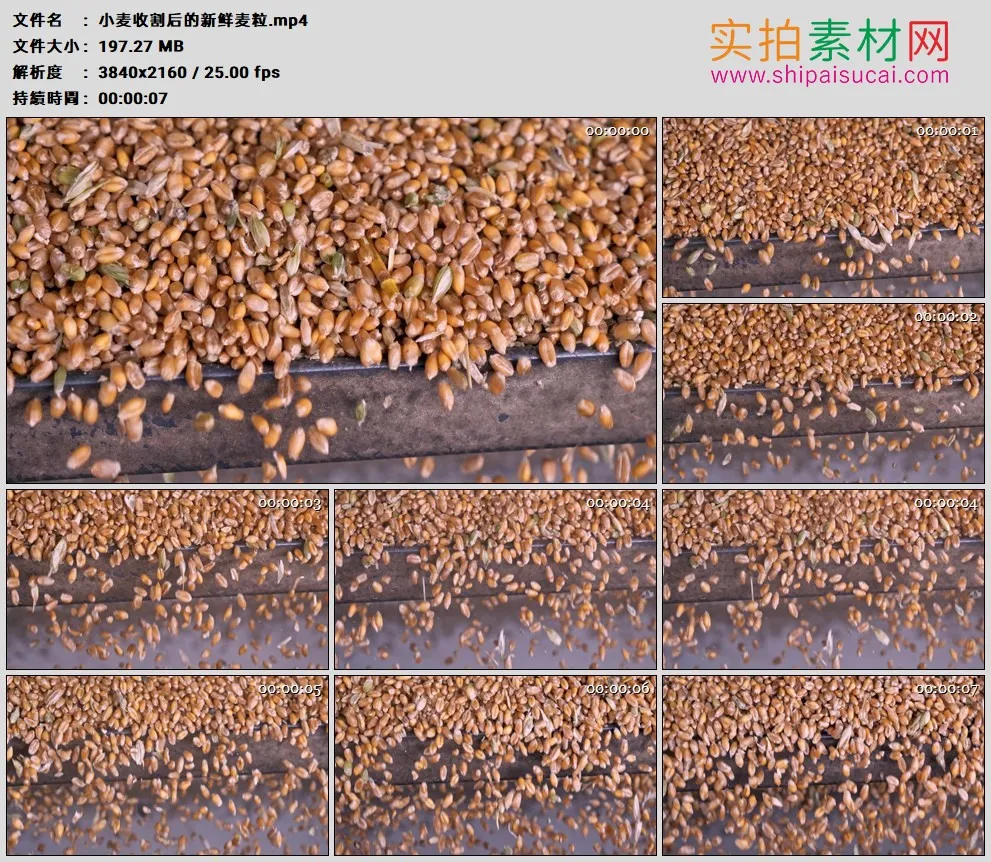 4K高清实拍视频素材丨小麦收割后的新鲜麦粒