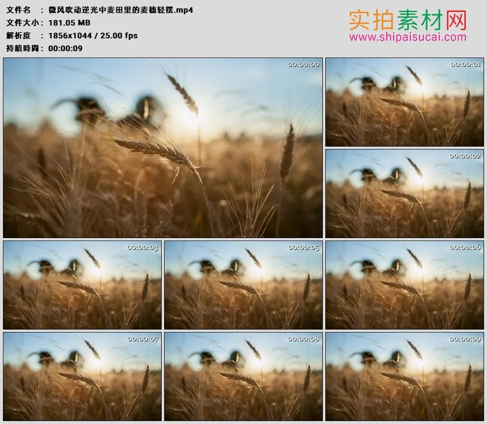 高清实拍视频素材丨微风吹动逆光中麦田里的麦穗轻摆