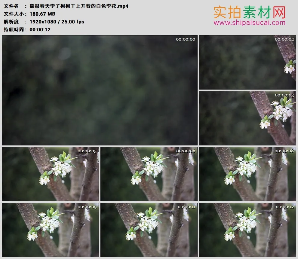 高清实拍视频素材丨摇摄春天李子树树干上开着的白色李花
