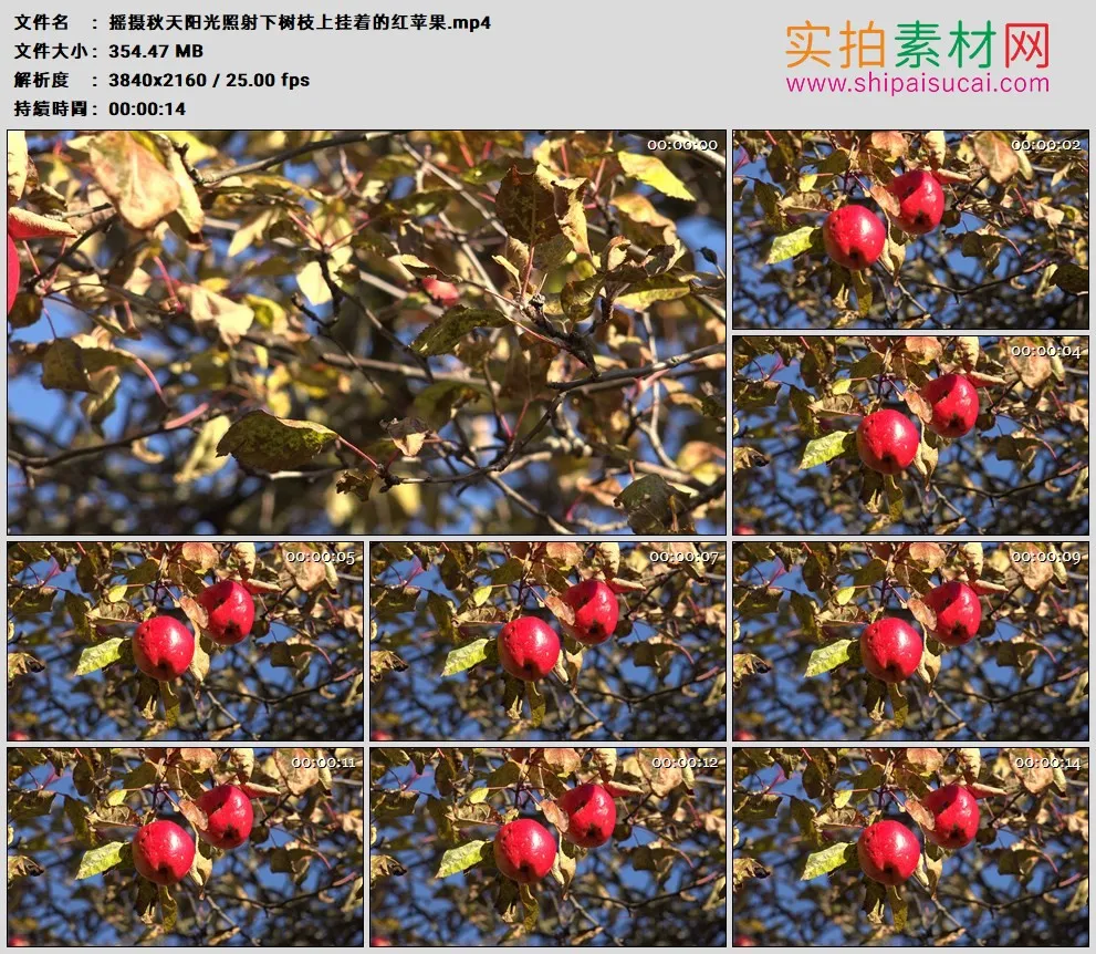 4K高清实拍视频素材丨摇摄秋天阳光照射下树枝上挂着的红苹果