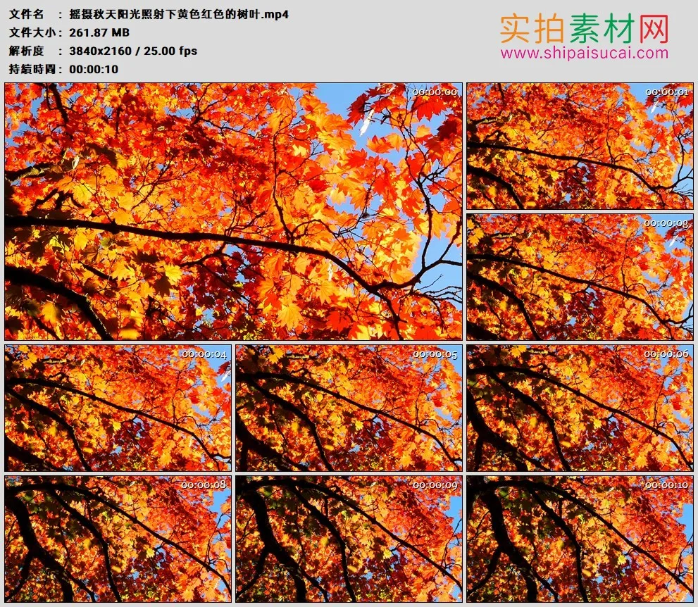 4K高清实拍视频素材丨摇摄秋天阳光照射下黄色红色的树叶