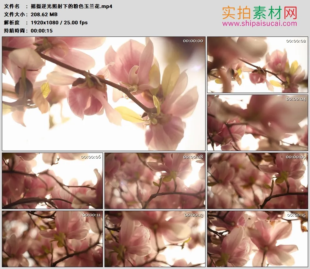 高清实拍视频素材丨摇摄逆光照射下的粉色玉兰花